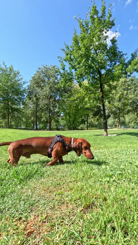 Vertical video of dachshund sniffing the grass while walking Stock Footage 342492310