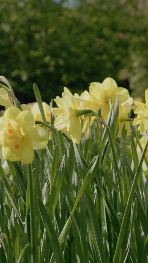 Vertical video Daffodils gently swaying in the breeze Stock Footage 309360946