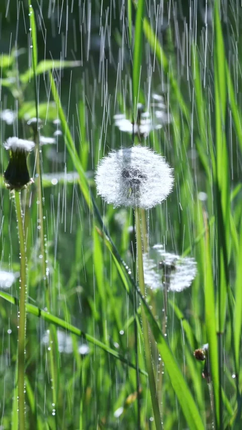 Vertical Video Of Dandelion Seed Head In Green Grass Stock Footage 344051137