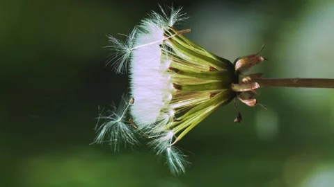 Vertical video dandelion seeds fall on a flower Stock Footage 246958534