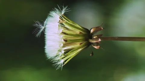 Vertical video dandelion seeds fall on a flower Stock Footage 246958535