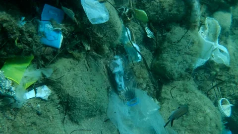 Vertical video, Dead octopus inside plastic bottle on seabed Stock Footage 151526840