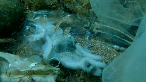 Vertical video, Dead octopus inside plastic bottle on seabed among the plastic Stock Footage 157488170