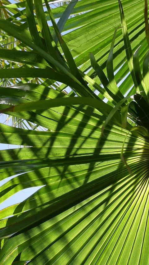 Vertical video of deep green palm leaves seen from below Stock Footage 296489070