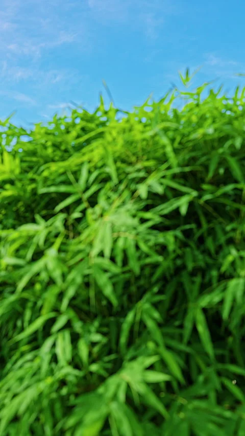 Vertical video. Defocused Bamboo Leaves and Blue Sky Background With Tropical Gr Stock Footage 335240797