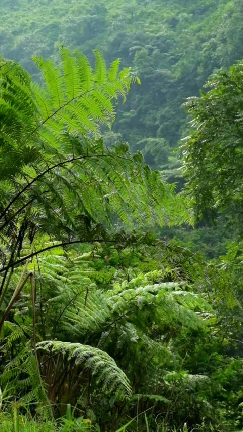 Vertical video of dense fern trees in a tropical rainforest swaying Stock Footage 320105292