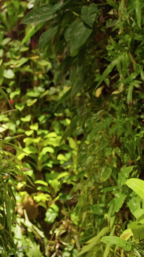 Vertical video. Dense Tropical Greenery on Living Wall With Lush Exotic Plants, Video stock 336705080