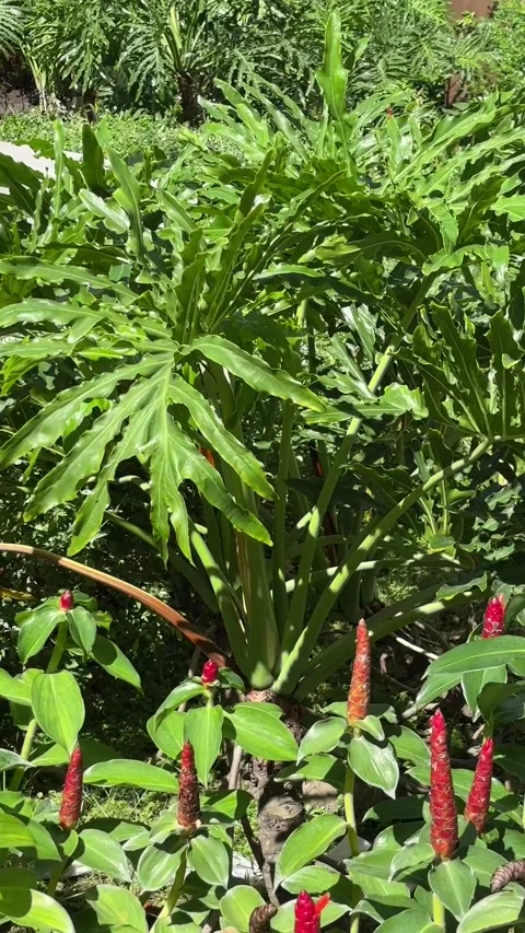Vertical video of dense tropical vegetation with green Philodendron leaves .. 库存影片 336372880