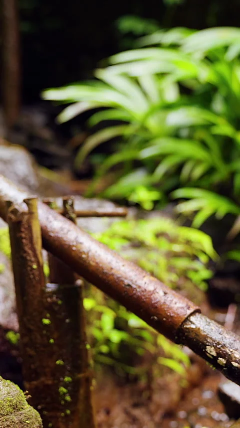 Vertical video. Detailed View of Bamboo Water Clapper Surrounded by Tropical Veg Video stock 336693054