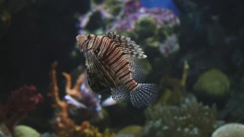 Vertical video as the Devil Firefish swims against the background of carals. The Stock Footage 247016363