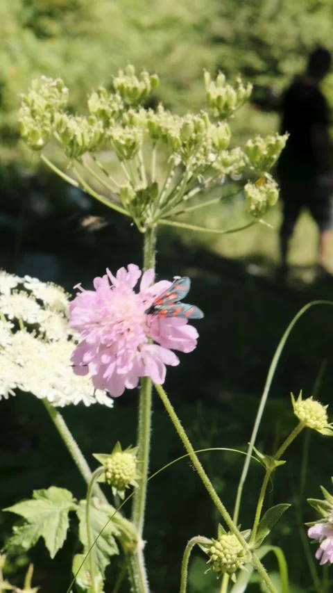 Vertical video in the Dévoluy mountain range, France Stock Footage 280396403