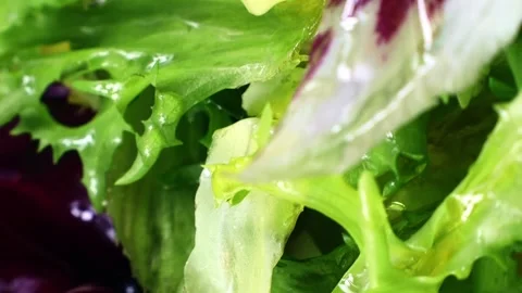 Vertical video, different fresh green lettuce salad leaves circle rotation Stock Footage 246541034