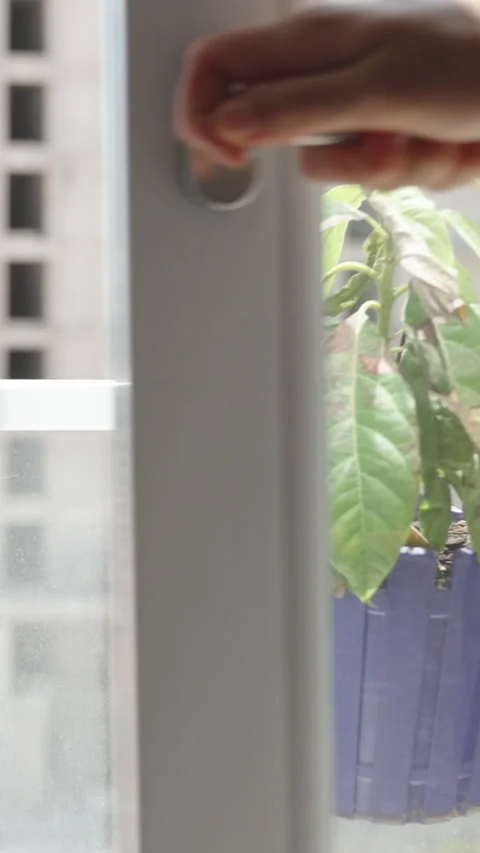 Vertical video. In a dimly lit room, a woman opens the curtains and unlocks a la Stock Footage 248552023