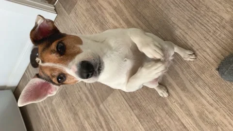 Vertical video. The dog asks the yummy sitting on its hind legs. Stock Footage 152579709