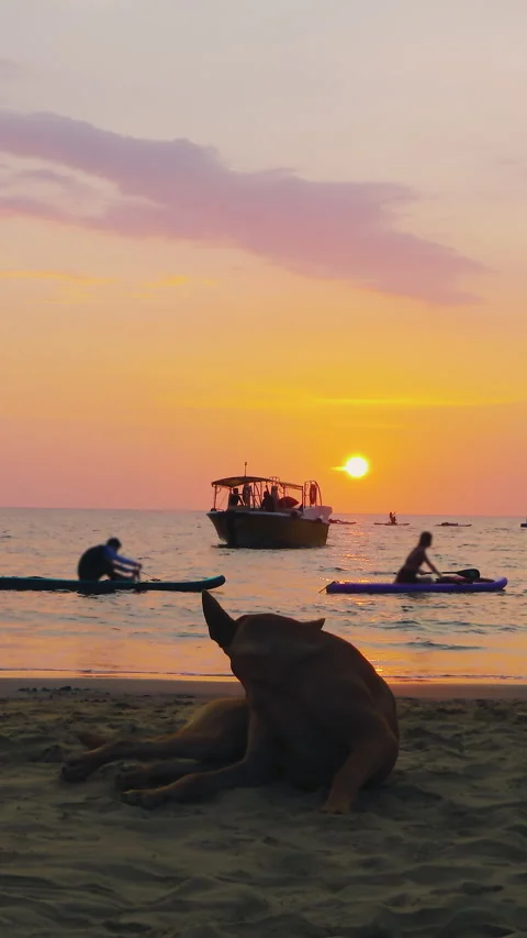 Vertical video of dog lying on a Kota Kinabalu beach in Malaysia Stock Footage 344371706