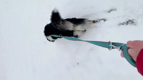 Vertical video dog on snow Stock Footage 147733213