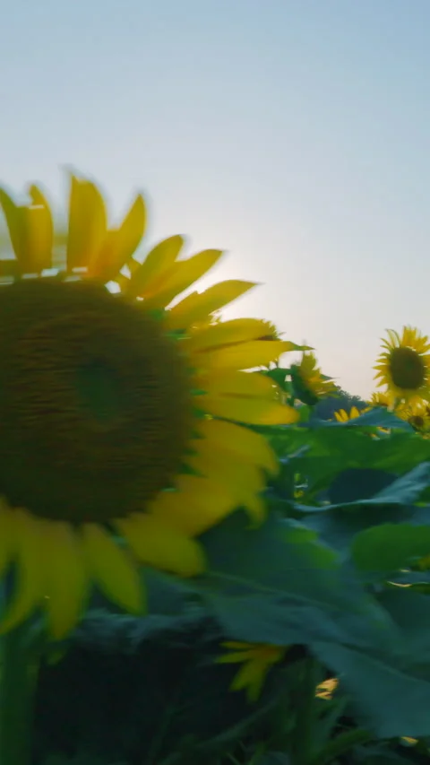 Vertical video dollying left through sunflower field at Akebonoyama Park Kashiwa Stock Footage 342230568