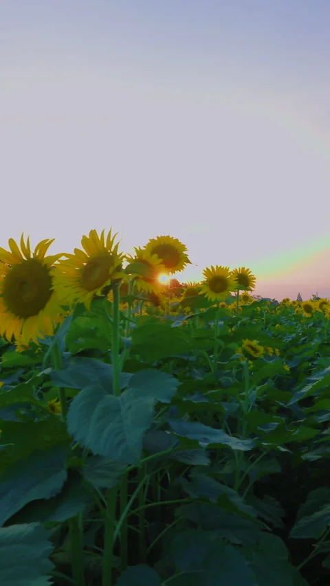 Vertical video dollying right through sunflower field at Akebonoyama Park, Kashi Stock Footage 342225934
