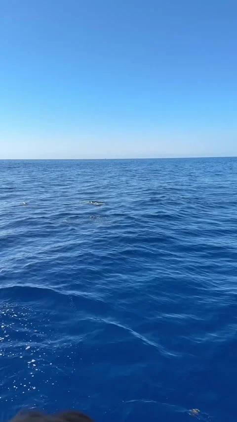 Vertical Video of Dolphins Leaping During Catamaran Tour in Madeira Stock-Footage 285777102