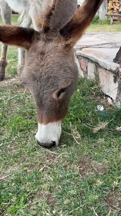 Vertical video of a donkey eating grass Stock Footage 319161405