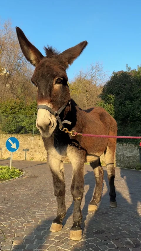 Vertical video of a donkey leashed in sunny day 스톡 동영상 299348299