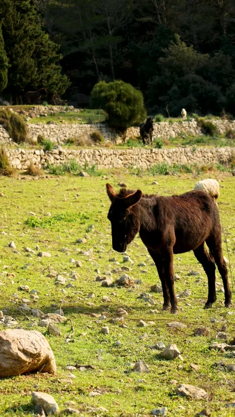 Vertical video of a donkey in the middle of a field in the mountains with s.. Stock Footage 295863629