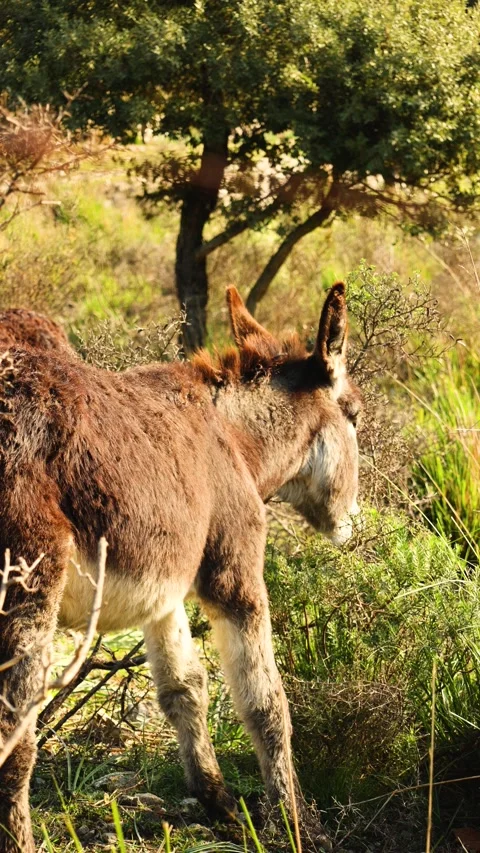 Vertical video of a donkey in the middle of a field in the mountains eating.. Stock Footage 295863631
