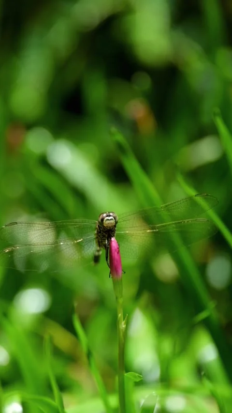 Vertical video of a dragonfly or Orthetrum sabina perched on a flower Stock-Footage 336843261