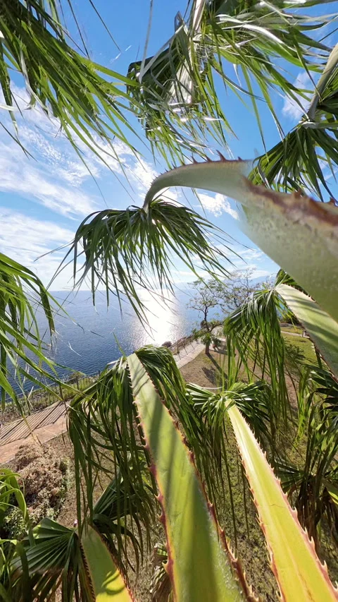 Vertical video. Dramatic dolly zoom effect through palm fronds, focusing on a Stock Footage 292477920