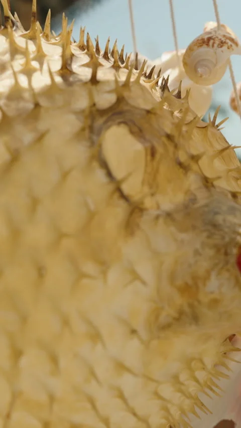Vertical video. Dried Pufferfish With Sharp Spines Hanging Among Seashells Under Stock Footage 313253835