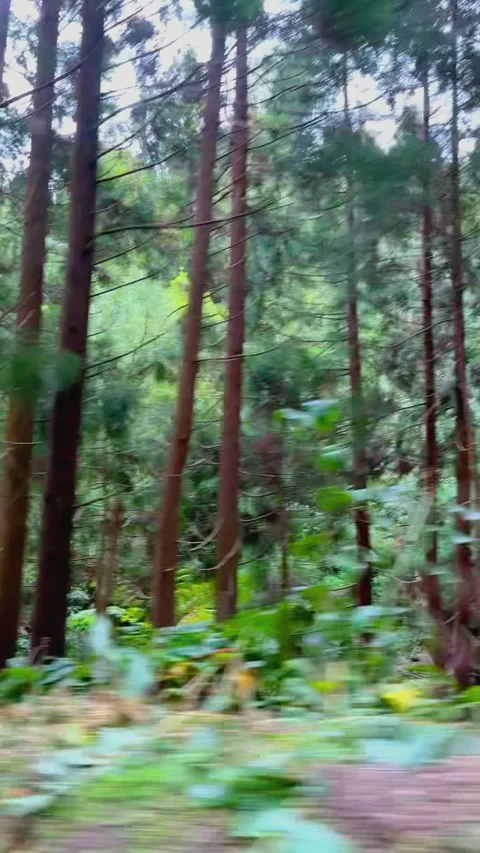 Vertical Video Driving Through Green Forest, Azores São Miguel Island Stock Footage 316593610