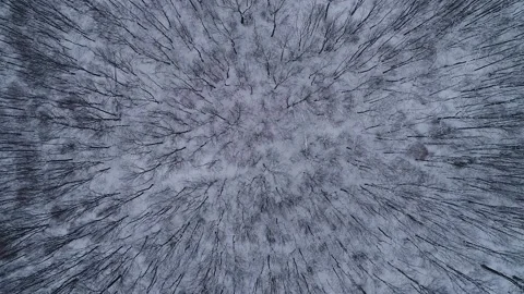 Vertical video. The drone descends into the winter forest. Video stock 214068616