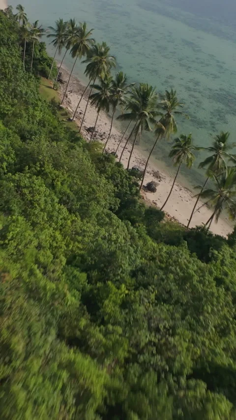 Vertical video. Drone Flies Quickly Between Palm Trees Along Tropical Beach with Stock Footage 311584641