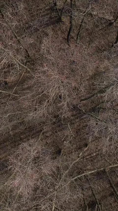Vertical video. Drone flying above bare trees and a winding river Stock Footage 332244816