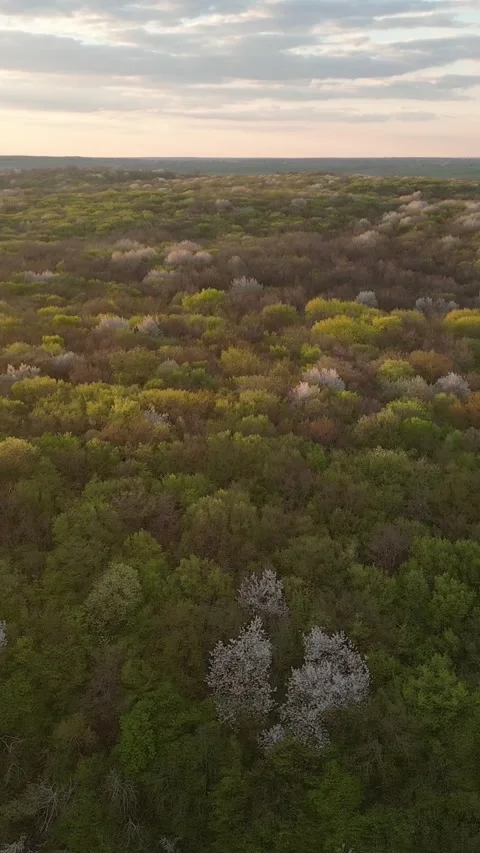 Vertical video. Drone flying above spring forest during sunset Видео 333640761