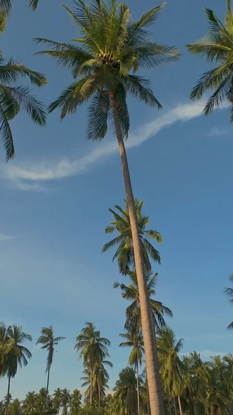 Vertical video. Drone Flying Between Tall Palm Trees Over Tropical Park With Sof Stock Footage 326493779