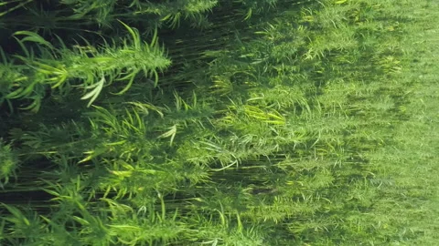 Vertical Video of drone flying low at cbd oil Field aerial close up view Stock Footage 233098640