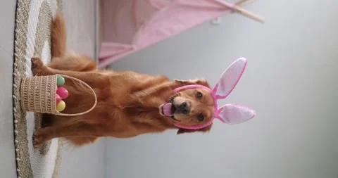 Vertical video of an Easter dog of the Golden Retriever with basket with eggs. Stock Footage 265352534