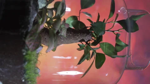 Vertical video of Ecosystem in a Jar raising awareness about environmental Stock Footage 238894953