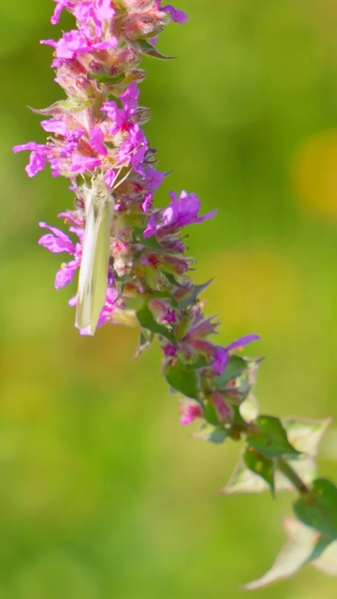 Vertical Video of Elegant White Butterfly Pollinating Long Wild Purple Flower Stock Footage 317106563