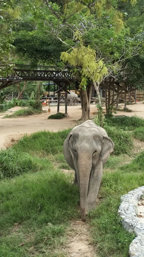 Vertical video, an elephant walks through a safari park 스톡 동영상 273722236