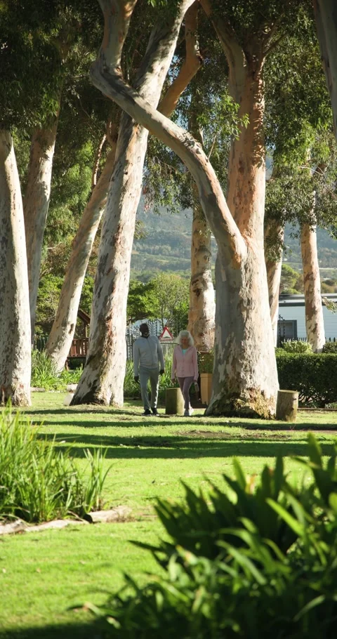 Vertical video: Emerging from eucalyptus trees senior couple strolling in park Stock Footage 345491297