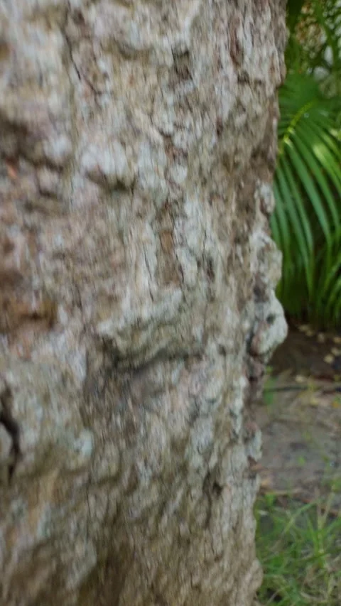 Vertical video. Empty Cicada Shell Attached to Tree Bark in Lush Tropical Surrou Stock Footage 331431857
