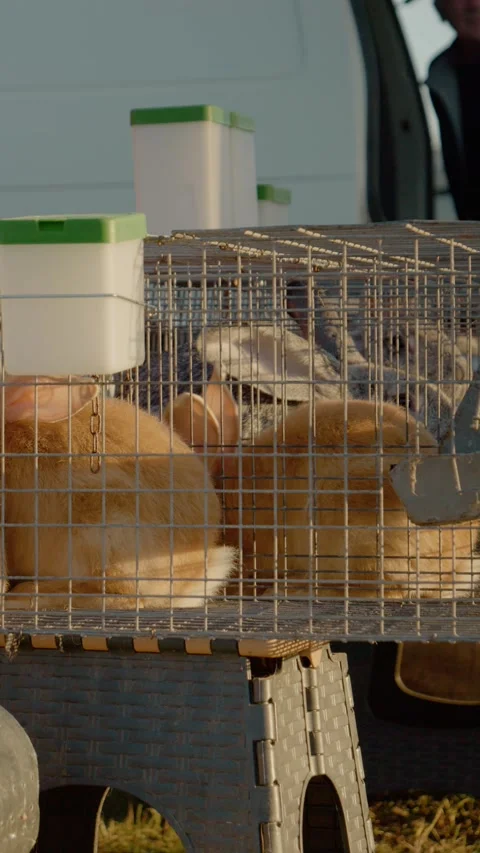 Vertical video Explore different rabbit species at the animal market this Stock Footage 327604923