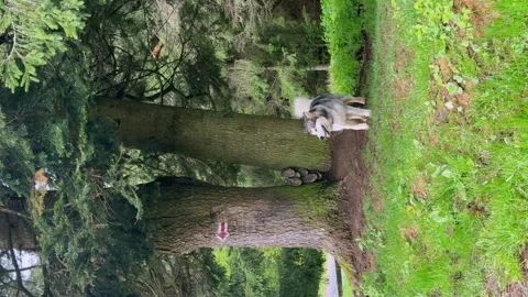 Vertical video Exploring Natures Beauty: A Dogs Journey Through Lush Forests and Stock Footage 314462173