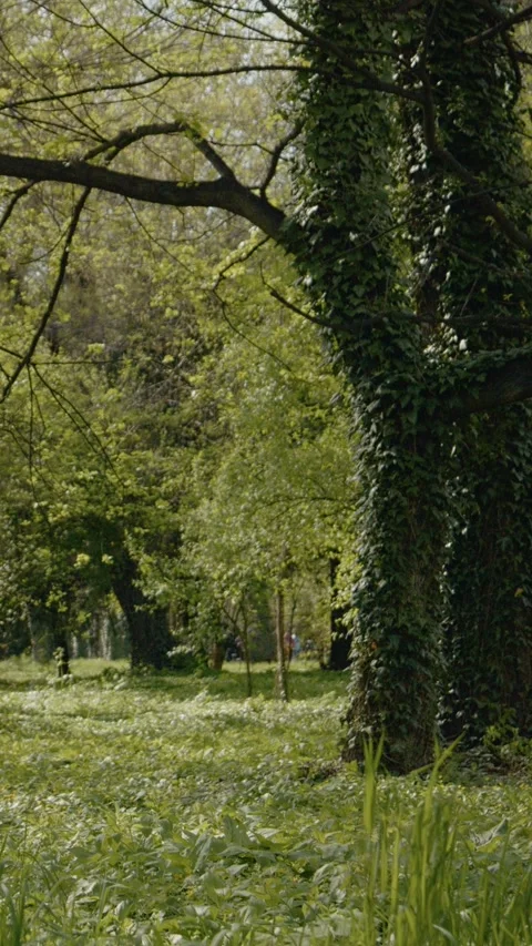 Vertical video Exploring a serene spring day in the park surrounded by vibrant Stock Footage 309360707