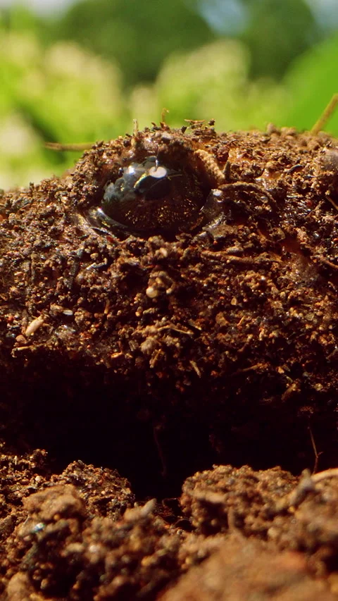 Vertical video. Extreme Close Up of Mud Covered Frog Jumping Out of Frame from S Stock Footage 331023250