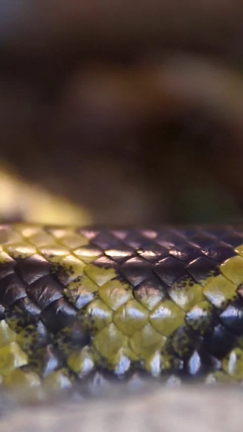 Vertical video extreme close up of snake skin featuring intricate scales and Видео 345211817