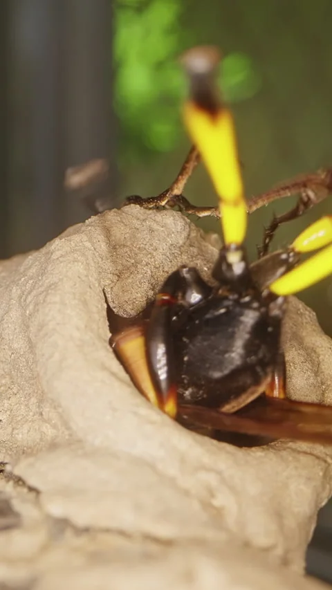 Vertical video. Extreme Macro Close Up of Potter Wasp Entering Mud Nest to Seal Stock Footage 335215174