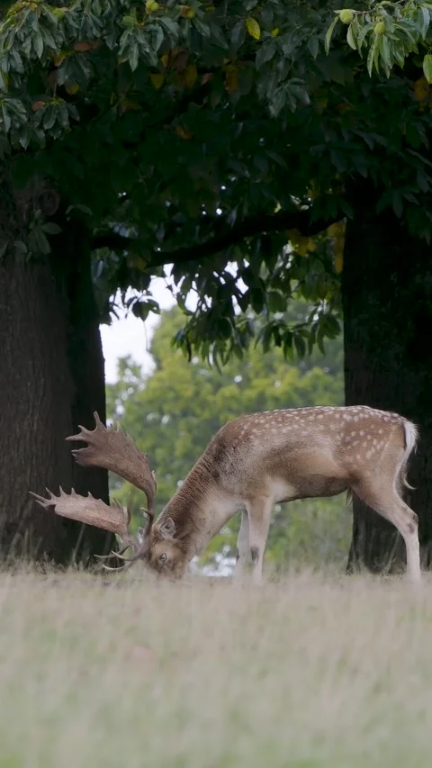 Vertical Video of Fallow Deer Buck Bellowing Stock Footage 292153548